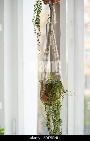 Handgemachte Baumwolle Macrame Pflanze Kleiderbügel hängend aus dem Fenster im Wohnzimmer. Liebe für Zimmerpflanzen, ein Hobby. Stockfoto