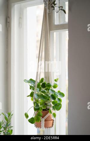 Handgemachte Baumwolle Macrame Pflanze Kleiderbügel hängend aus dem Fenster im Wohnzimmer. Liebe für Zimmerpflanzen, Hobby. Stockfoto