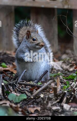 Niedliche Eichhörnchen Futter für Lebensmittel - Ostgrau Eichhörnchen - Sciurus carolinensis Nahaufnahme Stockfoto