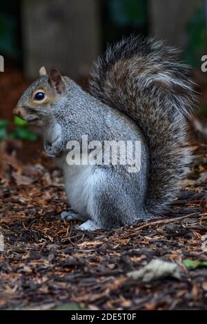 Niedliche Eichhörnchen Futter für Lebensmittel - Ostgrau Eichhörnchen - Sciurus carolinensis Nahaufnahme Stockfoto