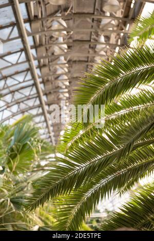 Nahaufnahme der Palmenblätter an sonnigen Tagen im Gewächshaus, vertikal. Stockfoto