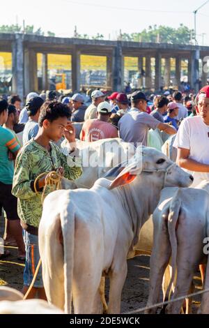 Am frühen Morgen auf dem Padre Garcia Livestock Auction Market in Batangas, Philippinen Stockfoto