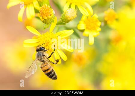 Syrische Honigbiene (apis mellifera syriaca) Auf einer gelben Wildblume Stockfoto