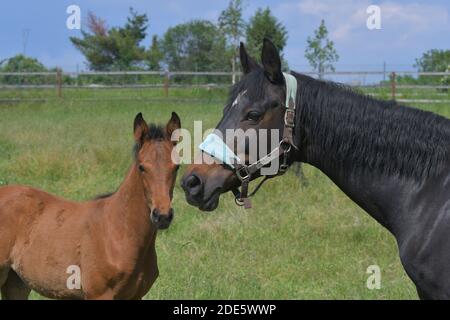 Porträt eines niedlichen Lorbeer-Warmblutstutfohlen und einer dunklen Lorbeer-Stute, die auf einer grünen Wiese steht. Stockfoto