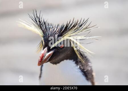 Northern rockhopper Penguin, Moseleys rockhopper Penguin, oder moseleys Pinguin Stockfoto