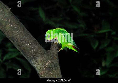 Blau gekrönter Hängepapagei, Loriculus galgulus, Erwachsener auf Zweig stehend Stockfoto