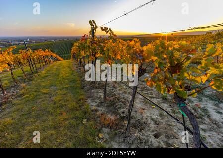Weinberg bei Unterretzbach im Weinviertel, Oberösterreich Stockfoto