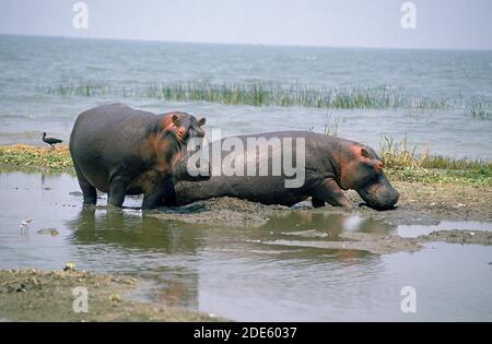 Nilpferd, Hippopotamus Amphibius, Erwachsene stehen in der Nähe von See, Virunga-Park im Kongo Stockfoto