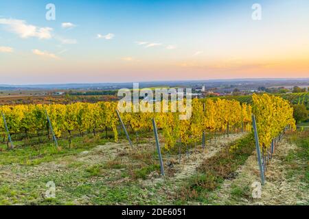 Weinberg bei Unterretzbach im Weinviertel, Oberösterreich Stockfoto