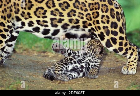 Jaguar, panthera onca, Weiblich spielt mit Cub Stockfoto