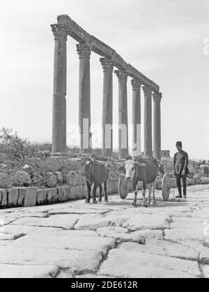 Bildunterschrift: Ruinen von Jerash (Gerasa). Jerash Kolonnade entlang der Main Street. Ein alter Ochsenkarren auf dem Bürgersteig - Standort: Gerasa Jordan ca. 1920 Stockfoto