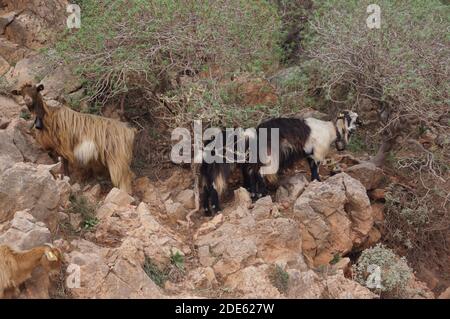 Drei Ziegen klettern auf den Felsen in Kissamos, Kreta (Griechenland) Stockfoto