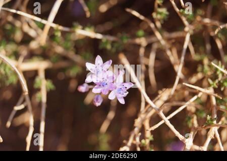 Prospero Herbstblüten (Herbstkiel) Blüht im Oktober auf Kreta (Griechenland) Stockfoto