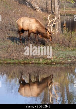 Amerikanischer Elch, Wapiti (Cervus canadensis) Stier in der Nähe des Waldsees mit Reflexion, Iowa, USA. Stockfoto