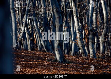 Spiel von Schatten und Sonnenlicht in einem dichten Wald im Herbst. Dicker Teppich aus Herbstblättern auf dem Boden. Stockfoto