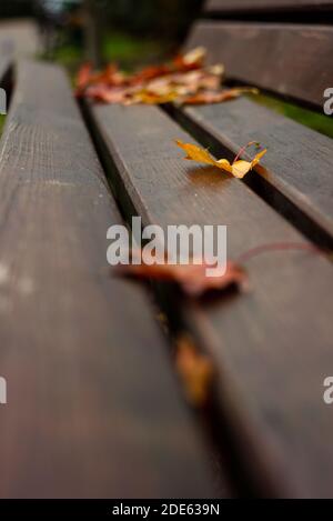 Herbstblätter fallen auf Parkbank. Urbane Herbstszene. Stockfoto