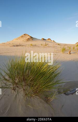 Nationalpark Slovinski, Sanddüne Leba an der Ostseeküste Stockfoto