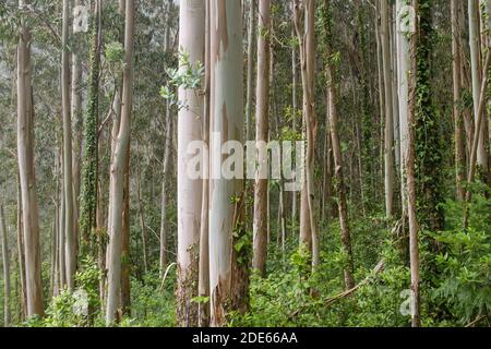 Eukalyptusbäume grüne Waldlandschaft Stockfoto