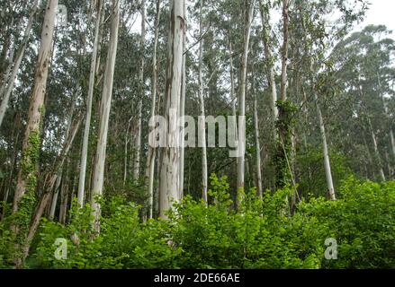 Eukalyptusbäume grüne Waldlandschaft Stockfoto