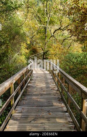 Holzsteg im Mao River Canyon, Ribeira Sacra, Galicien, Spanien Stockfoto