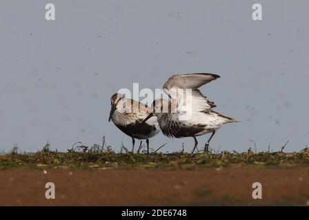 Dunlin (Calidris alpina alpina) zwei Erwachsene, die inmitten von Mücken am Seeufer stehen, einer mit Flügeln, die in der Provinz Aqmola, Kasachstan, aufgezogen sind Juni Stockfoto