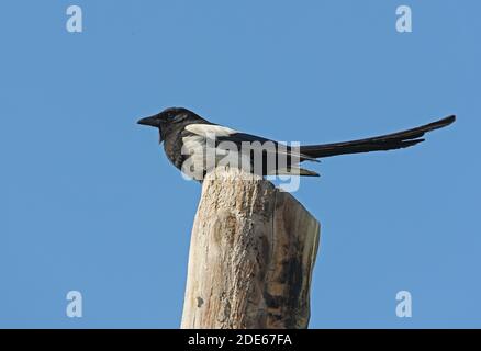 Eurasische Magpie (Pica pica bactriana) Erwachsener auf Holzpfosten Almaty Provinz, Kasachstan Juni Stockfoto