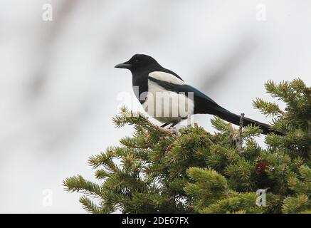 Eurasische Elster (Pica pica bactriana) Erwachsener auf Kiefern auf verschneiten Berghang Ili-Alatau NP, Kasachstan Mai Stockfoto