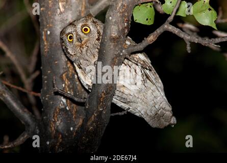 Eurasian Scops-Eule (Otus scops pulchellus) Erwachsene thront in Baum Almaty Provinz, Kasachstan Juni Stockfoto