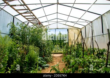 Anbau von Bio-Lebensmitteln in einem Gewächshaus Stockfoto