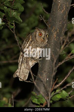 Eurasian Scops-Eule (Otus scops pulchellus) Erwachsene in Baum in der Nacht Almaty Provinz, Kasachstan Juni Stockfoto