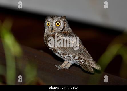 Eurasian Scops-Owl (Otus scops pulchellus) Erwachsener auf dem Hausdach Almaty Provinz, Kasachstan Juni Stockfoto