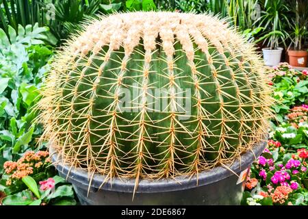 Großer goldener Fass Ball Kaktus in Blumentopf für den Einzelhandel Verkauf Stockfoto