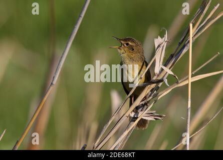 Grasshopper Warbler (Locustella naevia straminea) Erwachsene männliche Gesang aus Reed Akmola Provinz, Kasachstan Juni Stockfoto