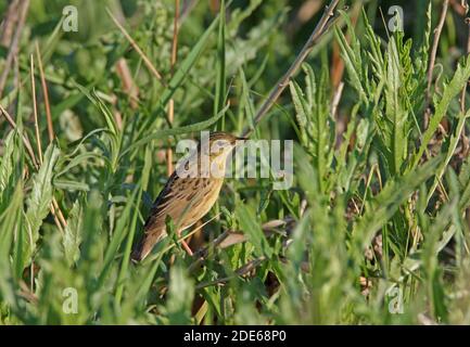 Grasshopper Warbler (Locustella naevia straminea) Erwachsener in reedy Graben Akmola Provinz, Kasachstan Juni Stockfoto