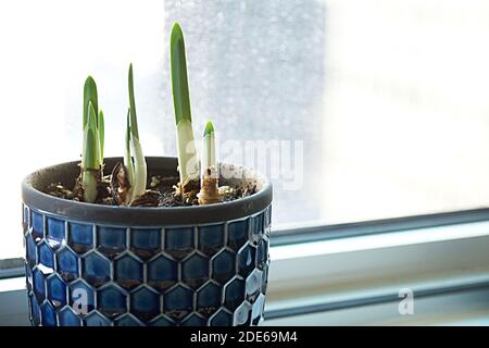 Paperwhite Birnen keimen und wachsen in einem blauen Topf auf Eine kalte Fensterbank im Winter Stockfoto