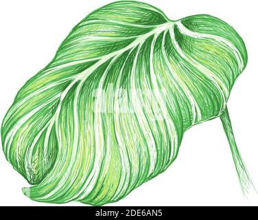 Illustration der schönen Calathea Orbifolia, Kathedrale Fenster oder Pfauenpflanze für Gartendekoration Stock Vektor