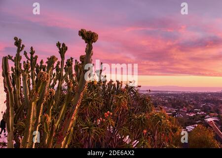 Sonnenuntergangsansicht von Los Angeles, eingerahmt von Kakteen aus den Gärten des Getty Center, Los Angeles, USA Stockfoto