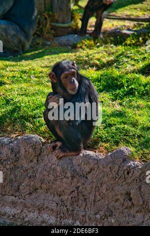 Affe auf einem Felsen in einem Park in Mexiko Stockfoto