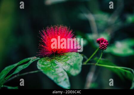 Nahaufnahme persischer Seidenbaum. Rote Blume. botanik Stockfoto