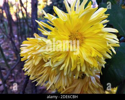 Nahaufnahme der gelben Chrysantheme Blumen Stockfoto