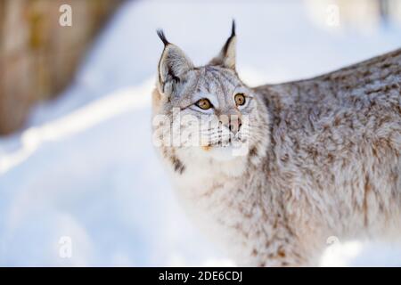 Nahaufnahme von Lynx Blick weg in die Natur Stockfoto