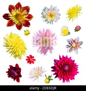 Sammlung von Dahlia Blumen auf weißem Hintergrund. Hochwertige Fotos. Stockfoto