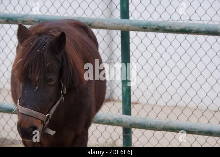 Pferd braun Close Up Stockfoto