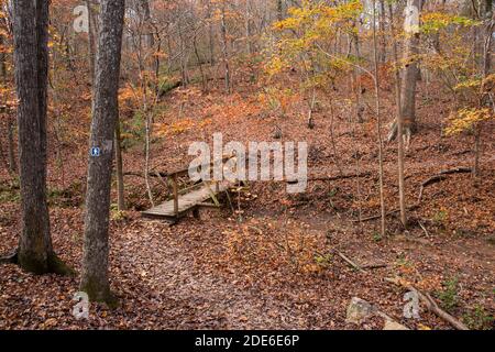 Ein Wanderweg mit Steg schlängelt sich durch das leuchtende Herbstlaub in Charlotte, North Carolina. Stockfoto