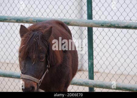 Pferd braun Close Up Stockfoto