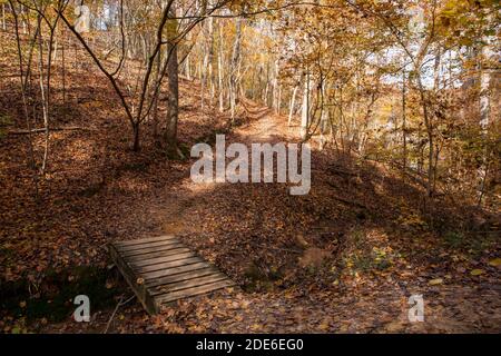 Ein Wanderweg mit Steg schlängelt sich durch das leuchtende Herbstlaub in Charlotte, North Carolina. Stockfoto