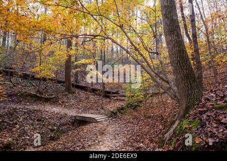 Ein Wanderweg mit Steg schlängelt sich durch das leuchtende Herbstlaub in Charlotte, North Carolina. Stockfoto