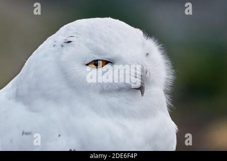 Nahaufnahme des Schneehuhns (Bubo scandiacus) Stockfoto