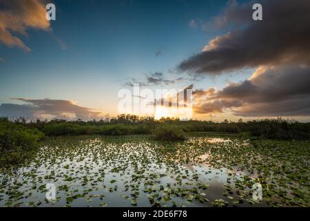 Sonnenaufgang über Lily Pond im Everglades National Park Der Anhinga Trail Stockfoto