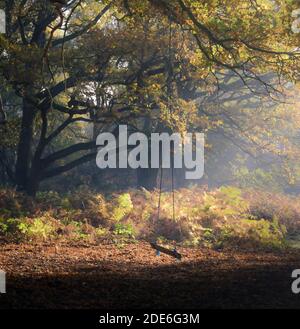 Eine Seilschaukel für Kinder im Herbstwald an einem nebligen Morgen. Stockfoto